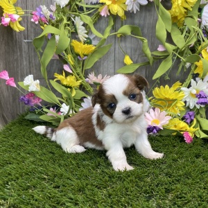 Shih Tzu Puppy Serena
