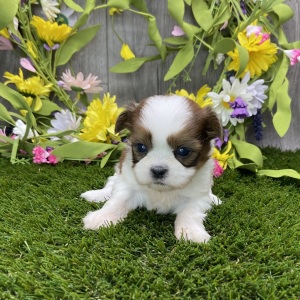 Shih Tzu Puppy Serena
