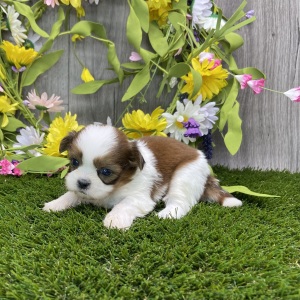 Shih Tzu Puppy Serena