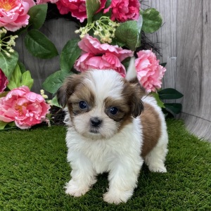 Shih Tzu Puppy Serena