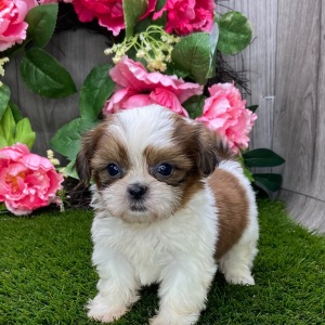 Shih Tzu Puppy Serena