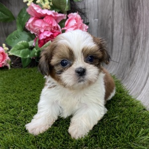 Shih Tzu Puppy Serena