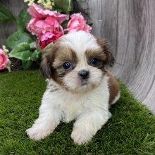 Shih Tzu Puppy Serena