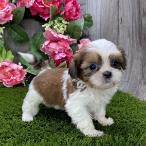 Shih Tzu Puppy Serena