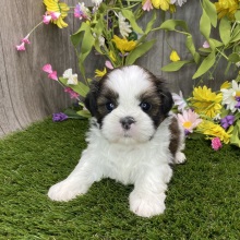 Shih Tzu Puppy Yuri