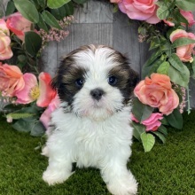 Shih Tzu Puppy Yuri