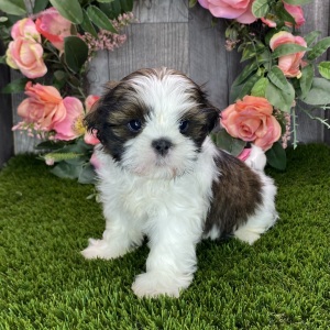 Shih Tzu Puppy Yuri