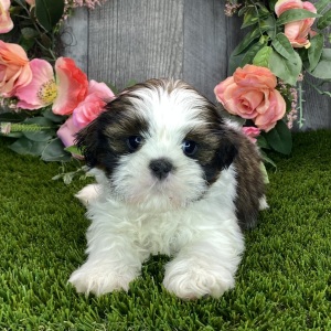 Shih Tzu Puppy Yuri