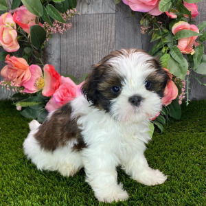 Shih Tzu Puppy Yuri
