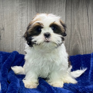 Shih Tzu Puppy Yuri