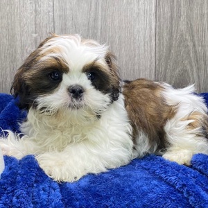 Shih Tzu Puppy Yuri