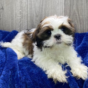 Shih Tzu Puppy Yuri