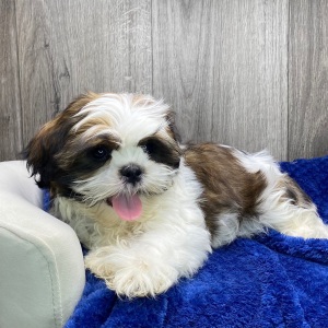 Shih Tzu Puppy Yuri