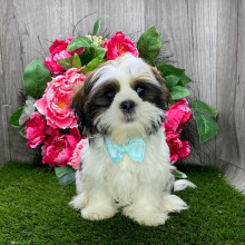 Shih Tzu Puppy Yuri