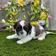 Shih Tzu Puppy Yugo