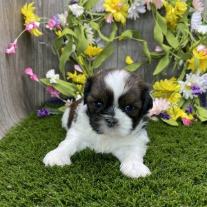 Shih Tzu Puppy Yugo