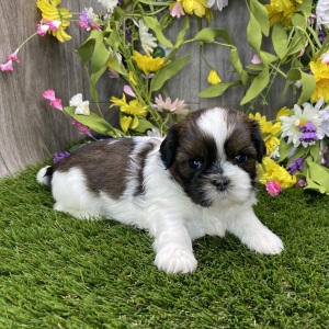 Shih Tzu Puppy Yugo