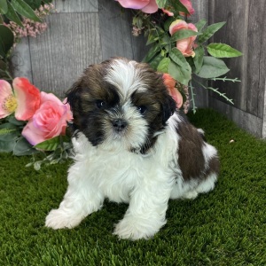Shih Tzu Puppy Yugo