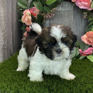 Shih Tzu Puppy Yugo
