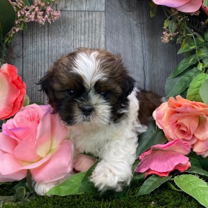 Shih Tzu Puppy Yugo