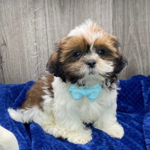 Shih Tzu Puppy Yugo