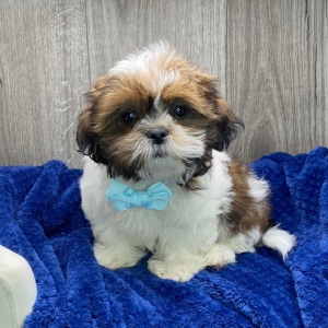 Shih Tzu Puppy Yugo