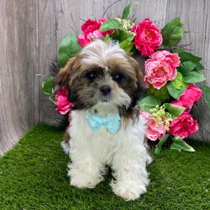 Shih Tzu Puppy Yugo