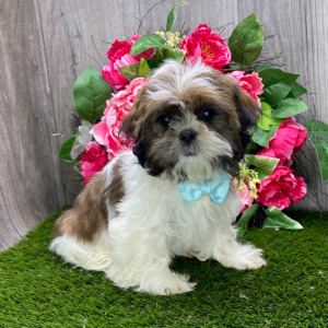 Shih Tzu Puppy Yugo