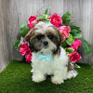 Shih Tzu Puppy Yugo