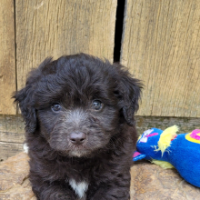 Aussiedoodle Puppy Chance