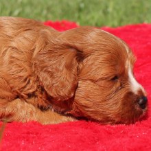 Cavapoo Puppy Gertrude