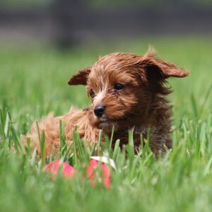 Cavapoo Puppy Gertrude