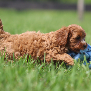 Cavapoo Puppy Gertrude