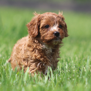 Cavapoo Puppy Gertrude