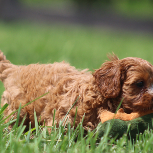 Cavapoo Puppy Gertrude