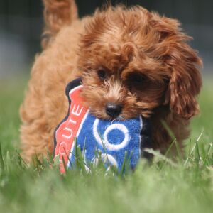Cavapoo Puppy Gertrude
