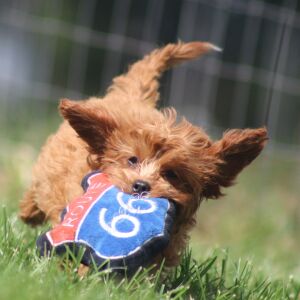 Cavapoo Puppy Gertrude