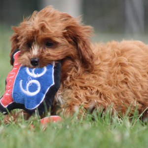 Cavapoo Puppy Gertrude