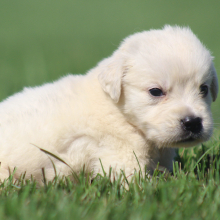 Golden Retriever Puppy Salvatore