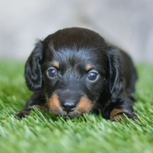 Dachshund Puppy Nellie
