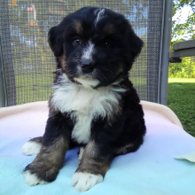 Bernedoodle Puppy Ginger
