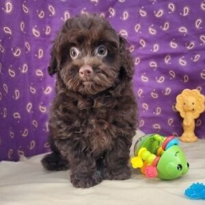 Havapoo Puppy Tim