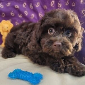 Havapoo Puppy Tim