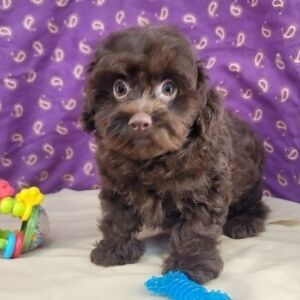 Havapoo Puppy Tim