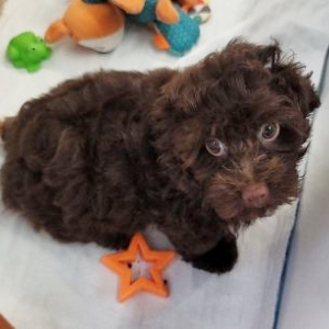 Havapoo Puppy Tim