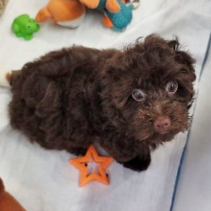 Havapoo Puppy Tim