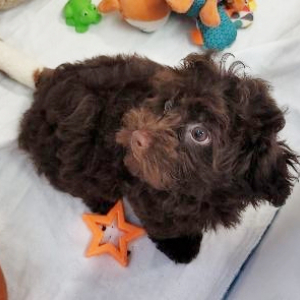 Havapoo Puppy Tim