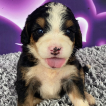 Bernedoodle Puppy Bonnie
