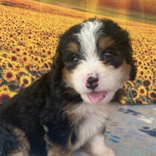 Bernedoodle Puppy Bonnie