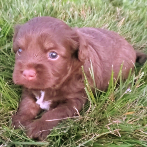 Aussiedoodle Puppy Cheyenne